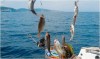 Excursion FISHING TRIP 10:00-16:00  EVA FISHING BOAT  - image 2